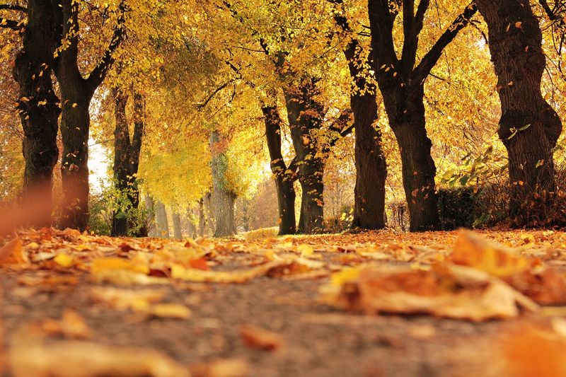 Fall season. Large trees over the road. Road covered with orange and yellow leaves.